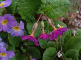Primula &times; polyantha