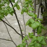 Tilia platyphyllos