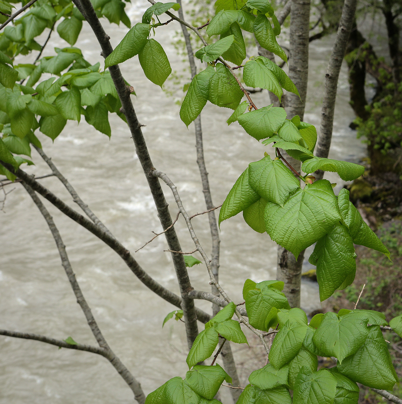 Изображение особи Tilia platyphyllos.