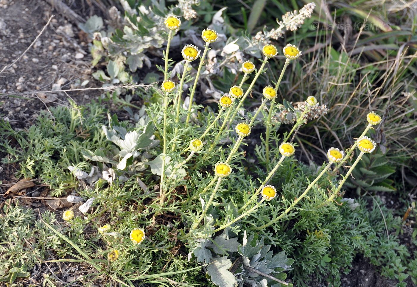 Image of Chrysanthemum coreanum specimen.