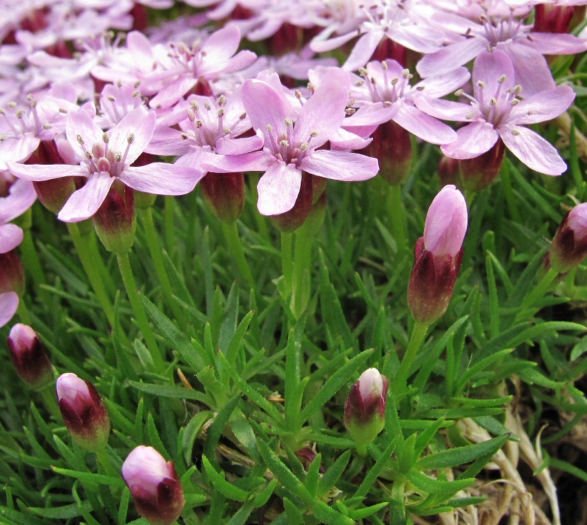 Image of Silene acaulis specimen.