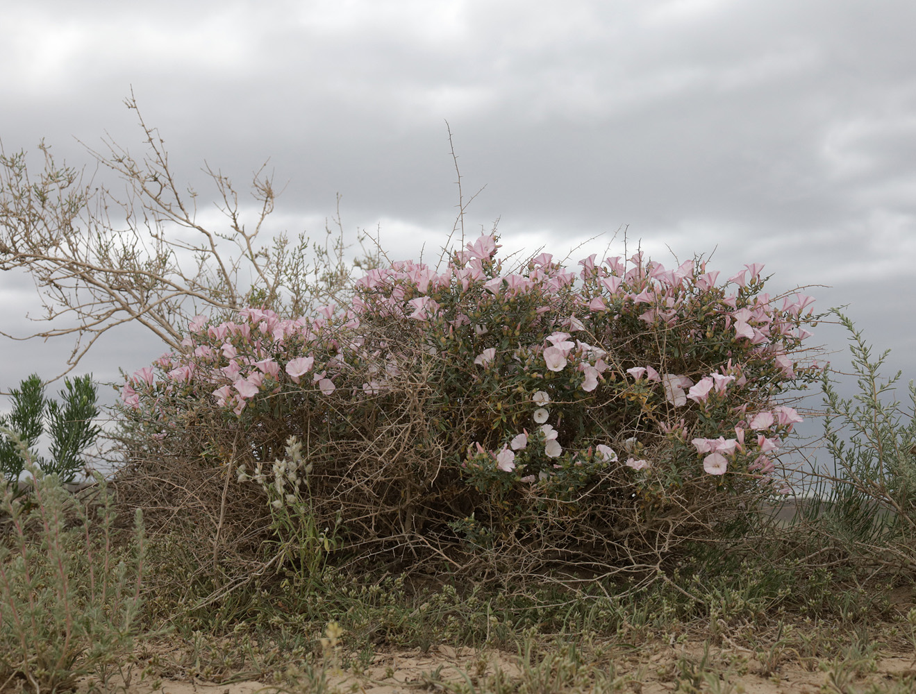 Изображение особи Convolvulus fruticosus.