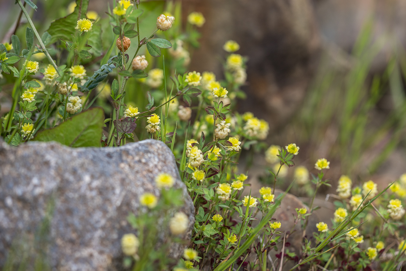 Image of Trifolium campestre specimen.