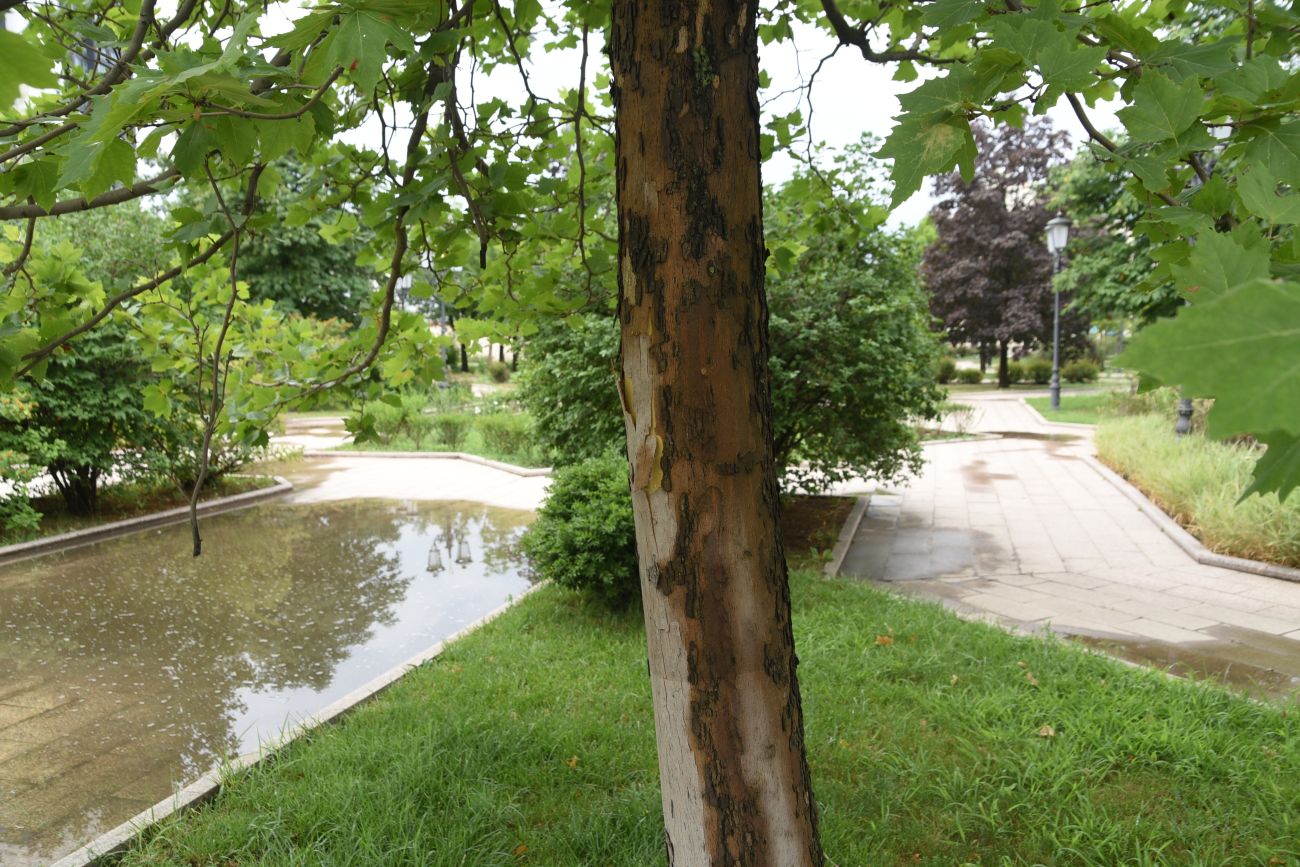 Изображение особи род Platanus.