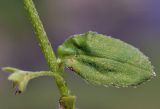 Trigonotis peduncularis