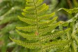 Dryopteris oreades. Часть вайи с сорусами (вид на абаксиальную поверхность). Карачаево-Черкесия, Урупский р-н, хр. Абишира-Ахуба, окр. оз. Чилик, ≈ 2500 м н.у.м., каменистый склон. 11.08.2024.