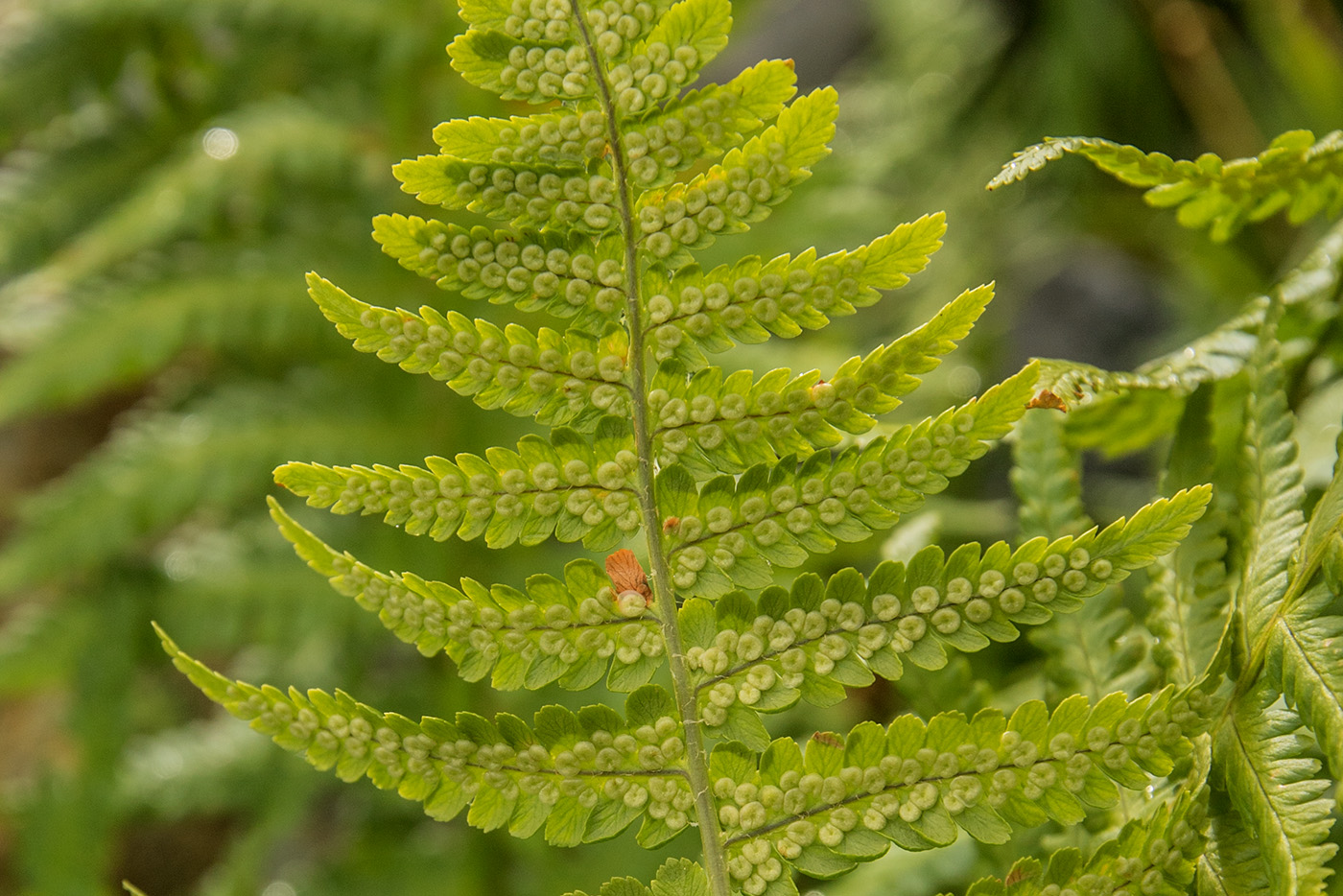 Изображение особи Dryopteris oreades.