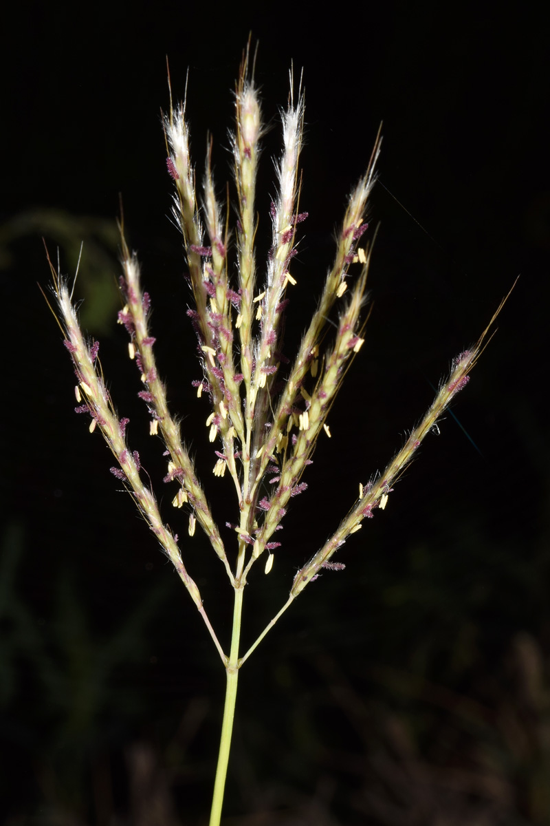 Изображение особи Bothriochloa ischaemum.
