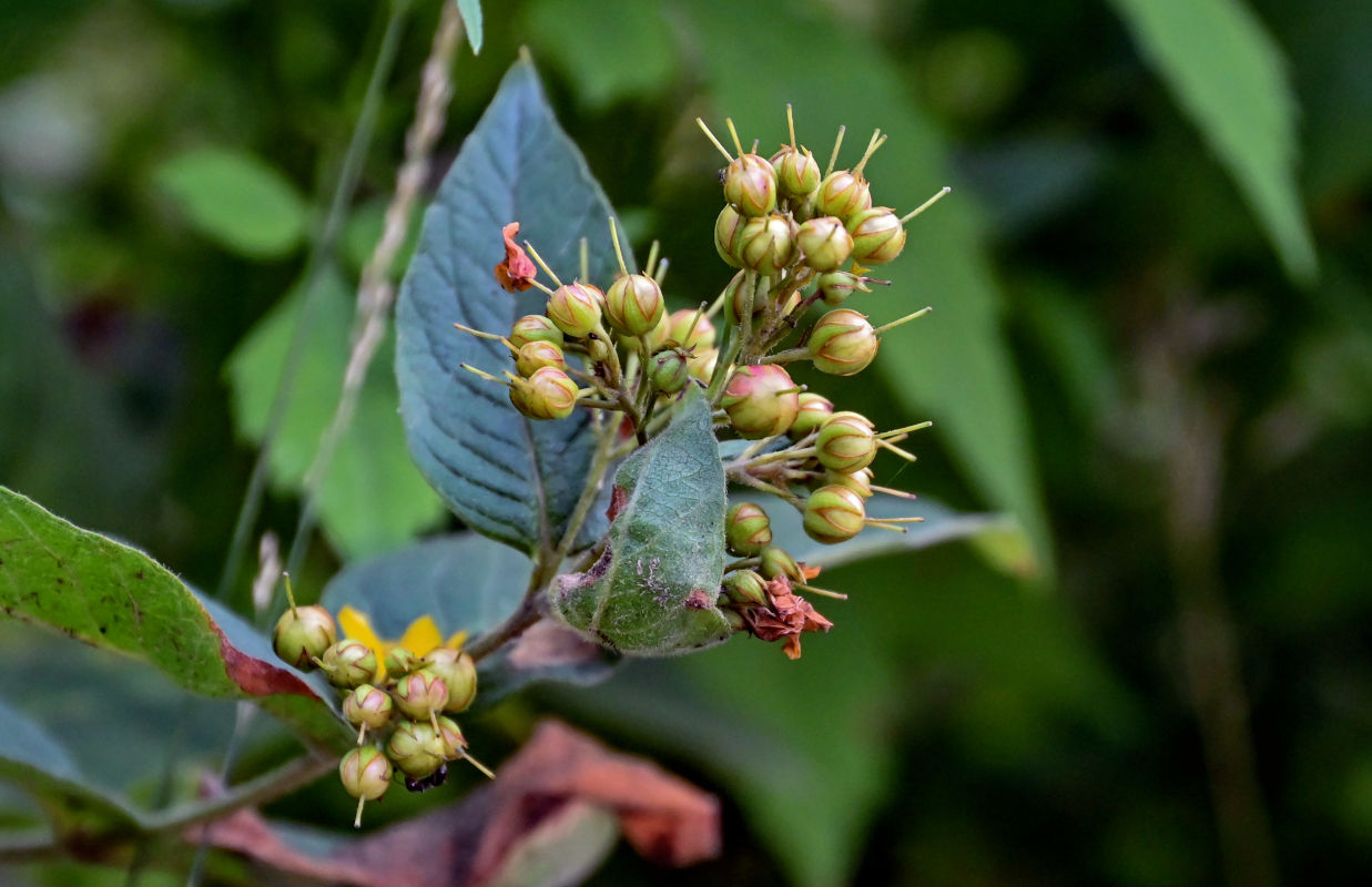 Image of Lysimachia vulgaris specimen.