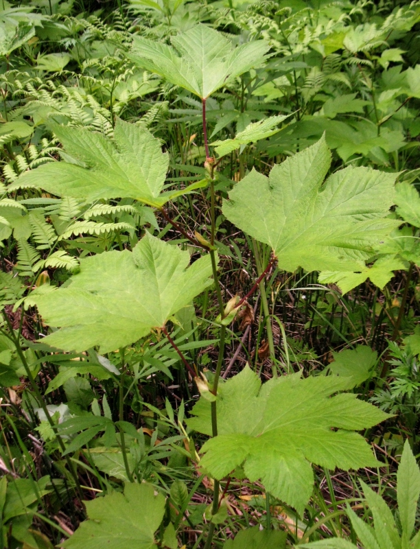 Изображение особи Filipendula camtschatica.