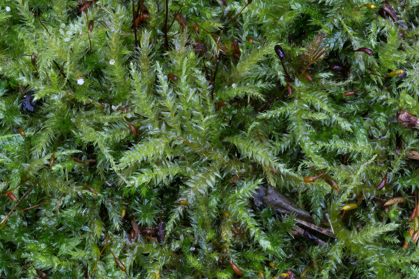 Image of familia Brachytheciaceae specimen.