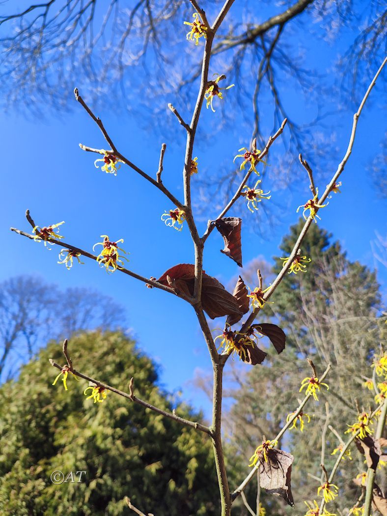 Изображение особи Hamamelis vernalis.