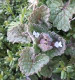 семейство Lamiaceae
