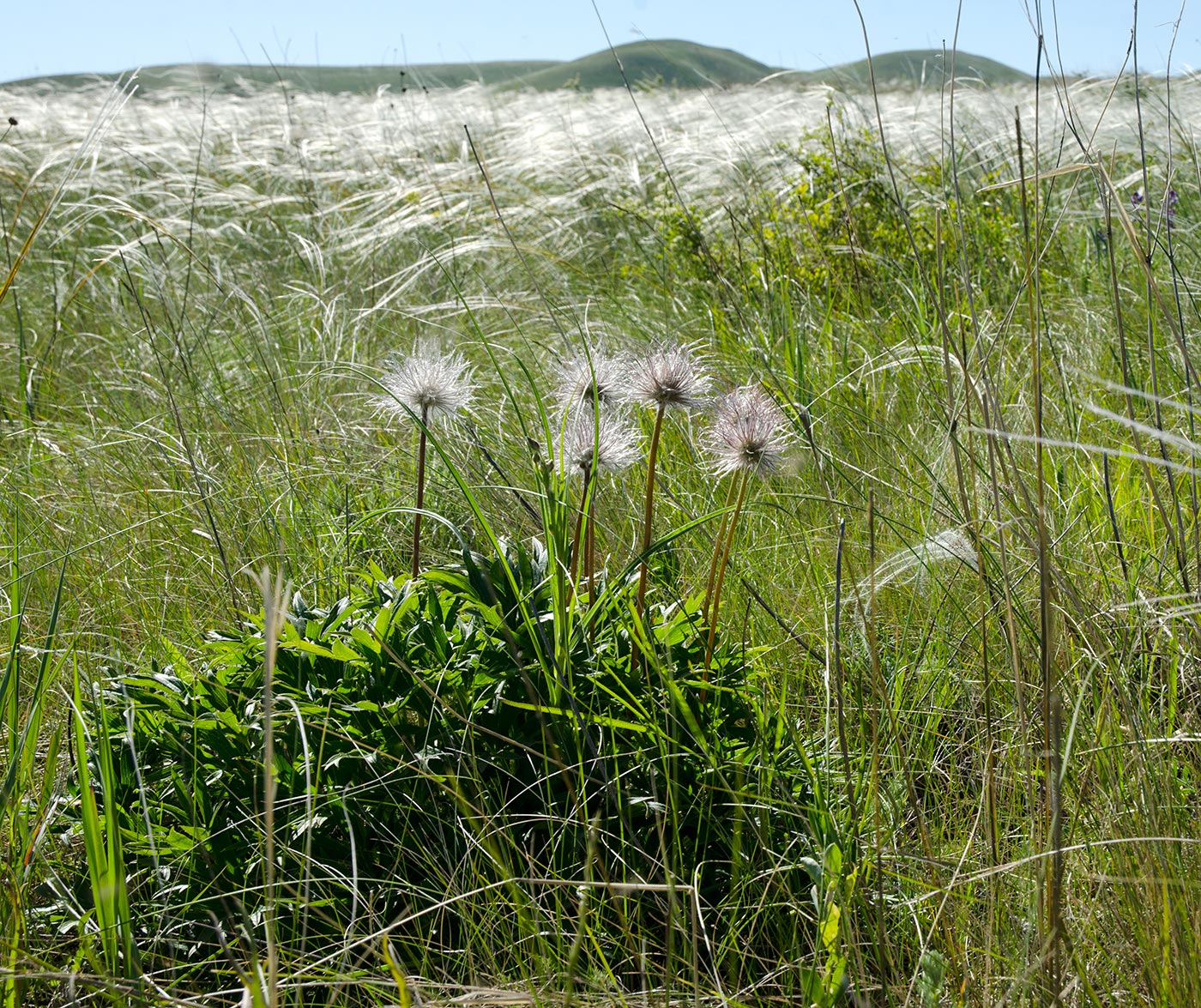 Image of genus Pulsatilla specimen.