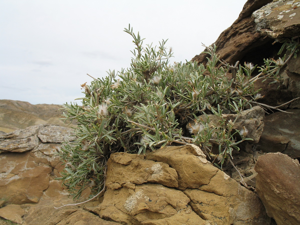 Image of Astragalus turcomanicus specimen.