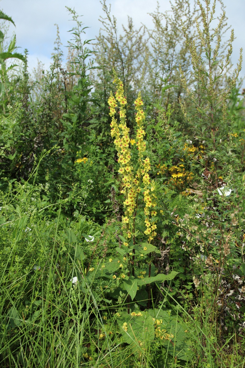 Image of Verbascum nigrum specimen.