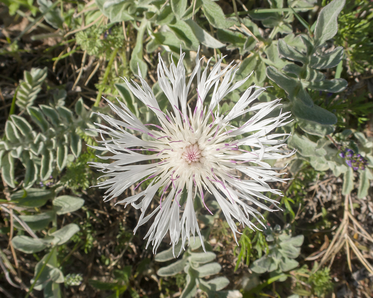 Изображение особи Psephellus declinatus var. albus.