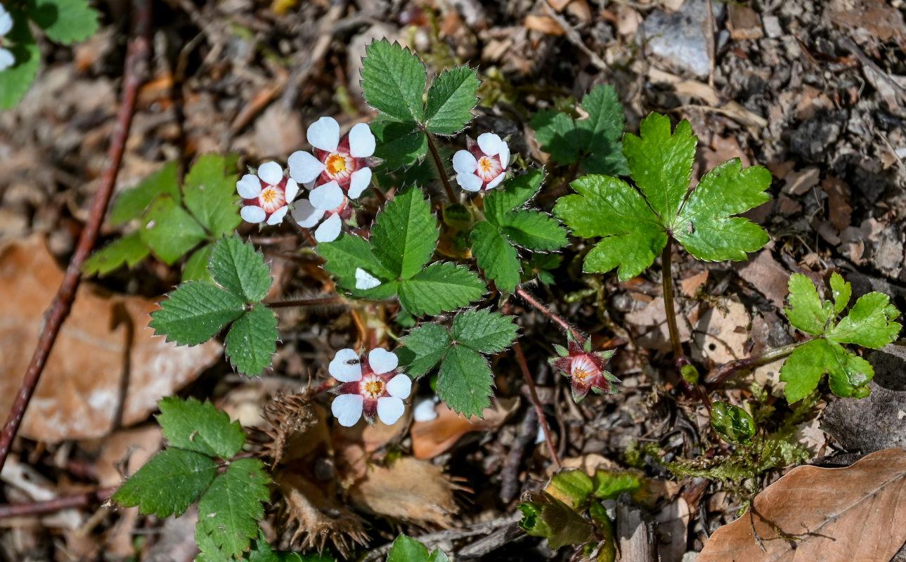 Image of Potentilla micrantha specimen.