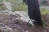 genus Miscanthus