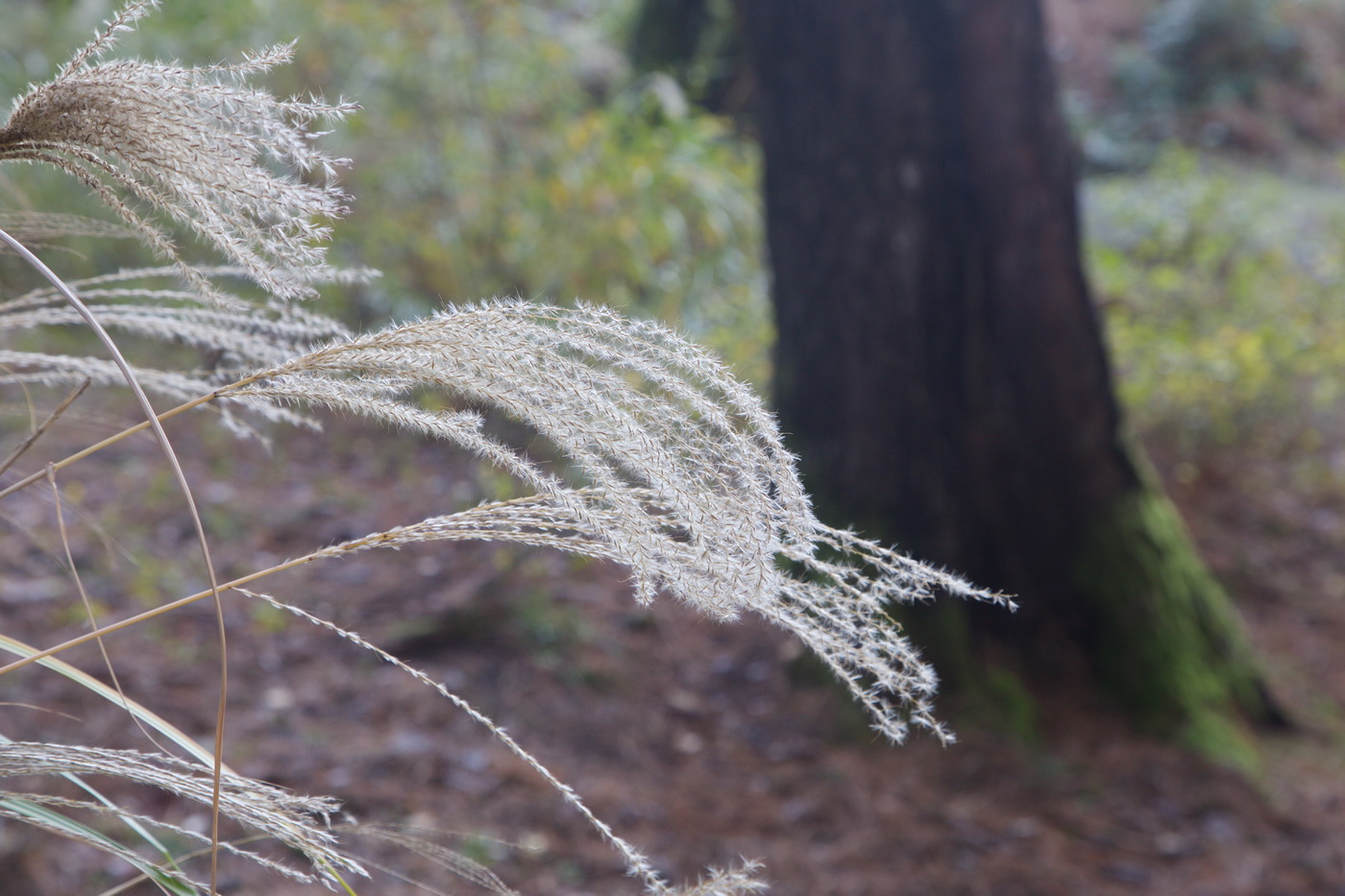 Image of genus Miscanthus specimen.