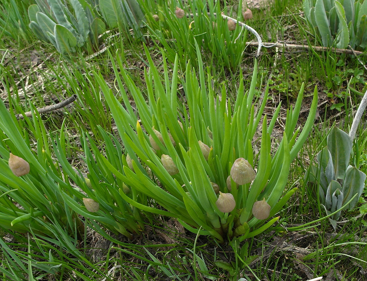 Image of Allium fedtschenkoanum specimen.