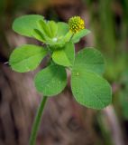 Medicago lupulina