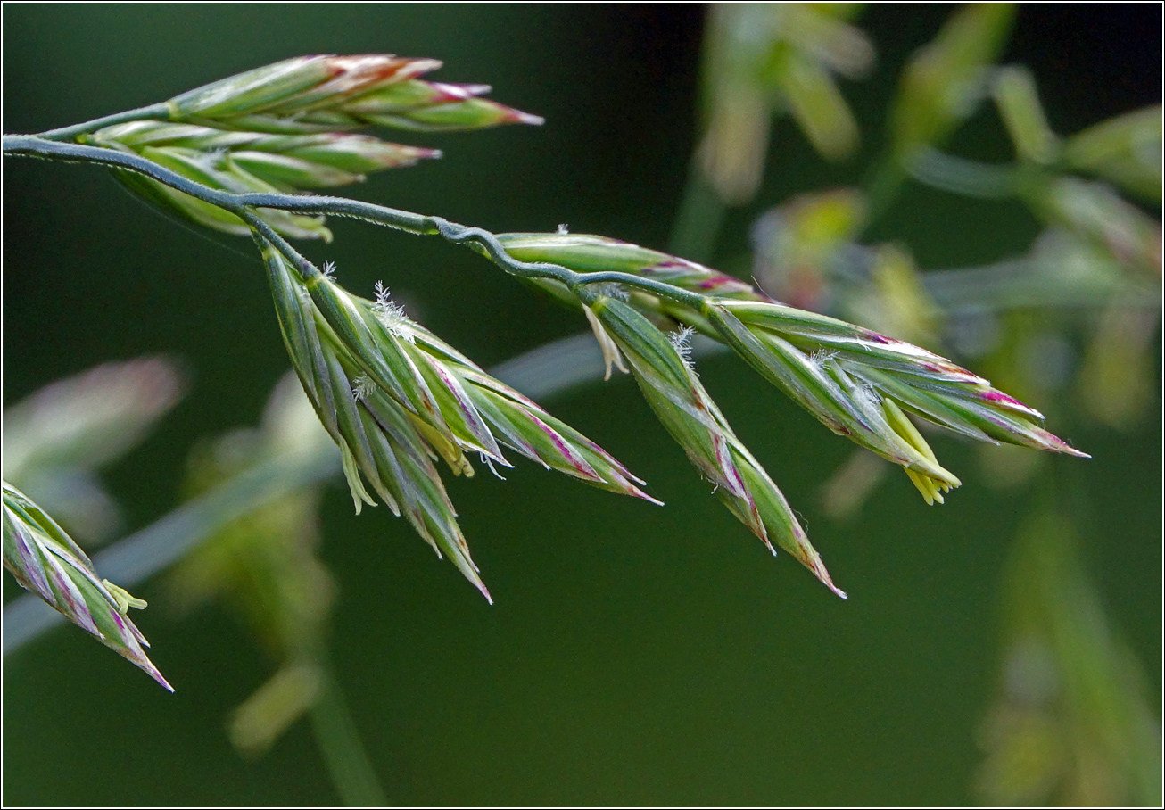 Изображение особи Festuca arundinacea.