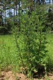 Artemisia vulgaris