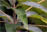 Lysimachia vulgaris. Листья. Московская обл., Раменский р-н, окр. дер. Хрипань, садовый участок. 07.06.2025.