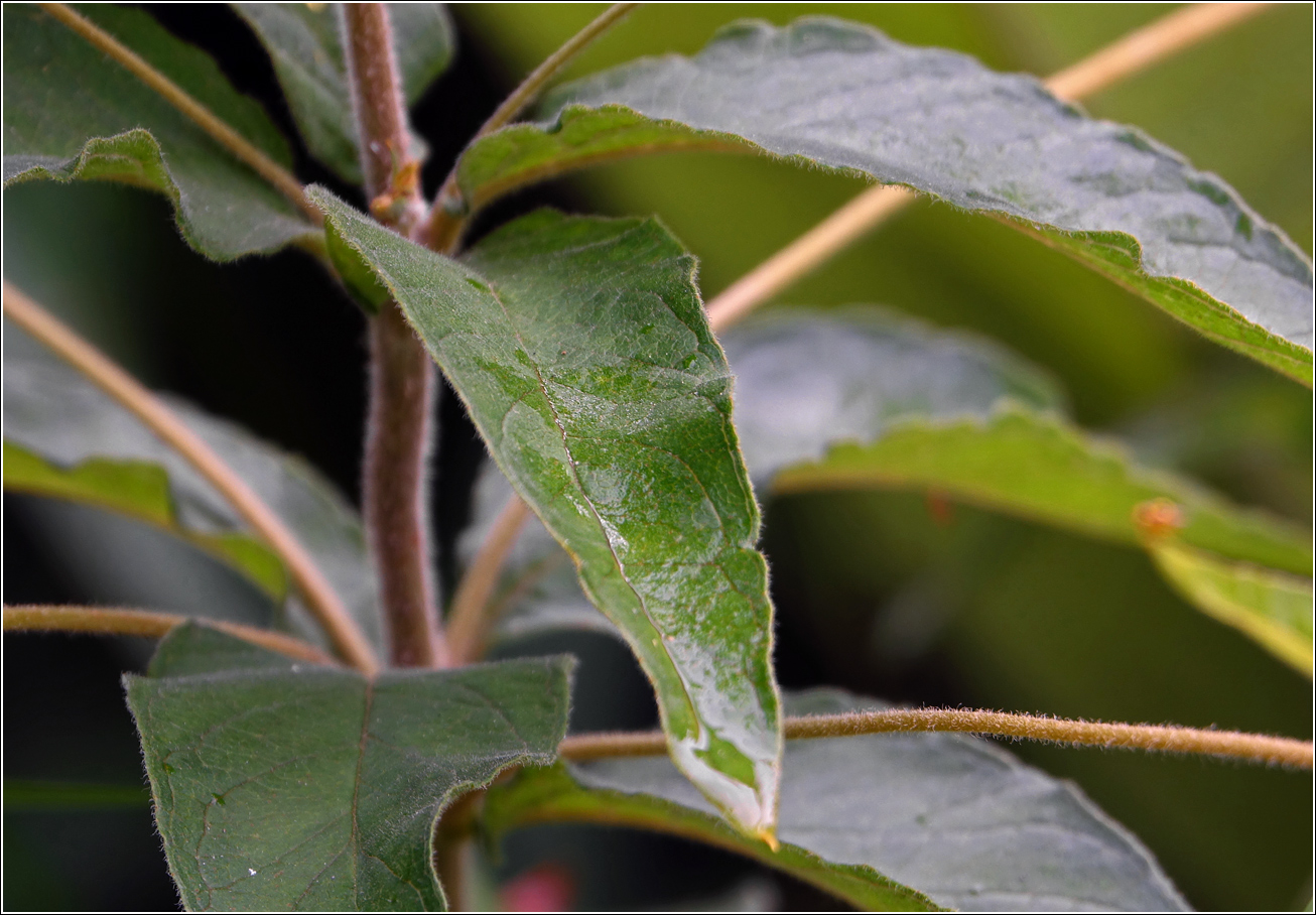 Изображение особи Lysimachia vulgaris.