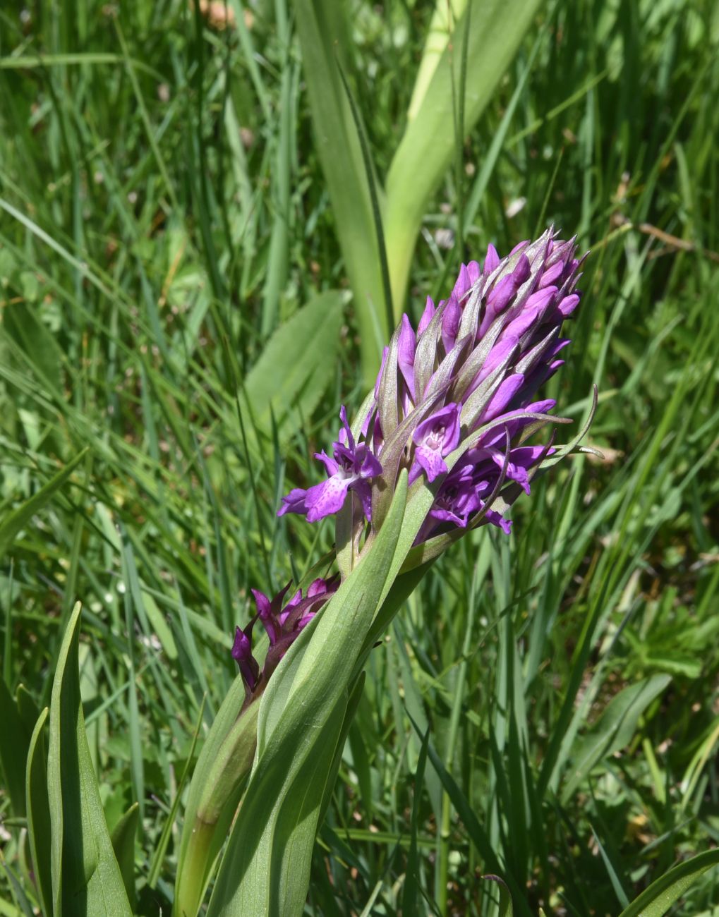 Image of genus Dactylorhiza specimen.