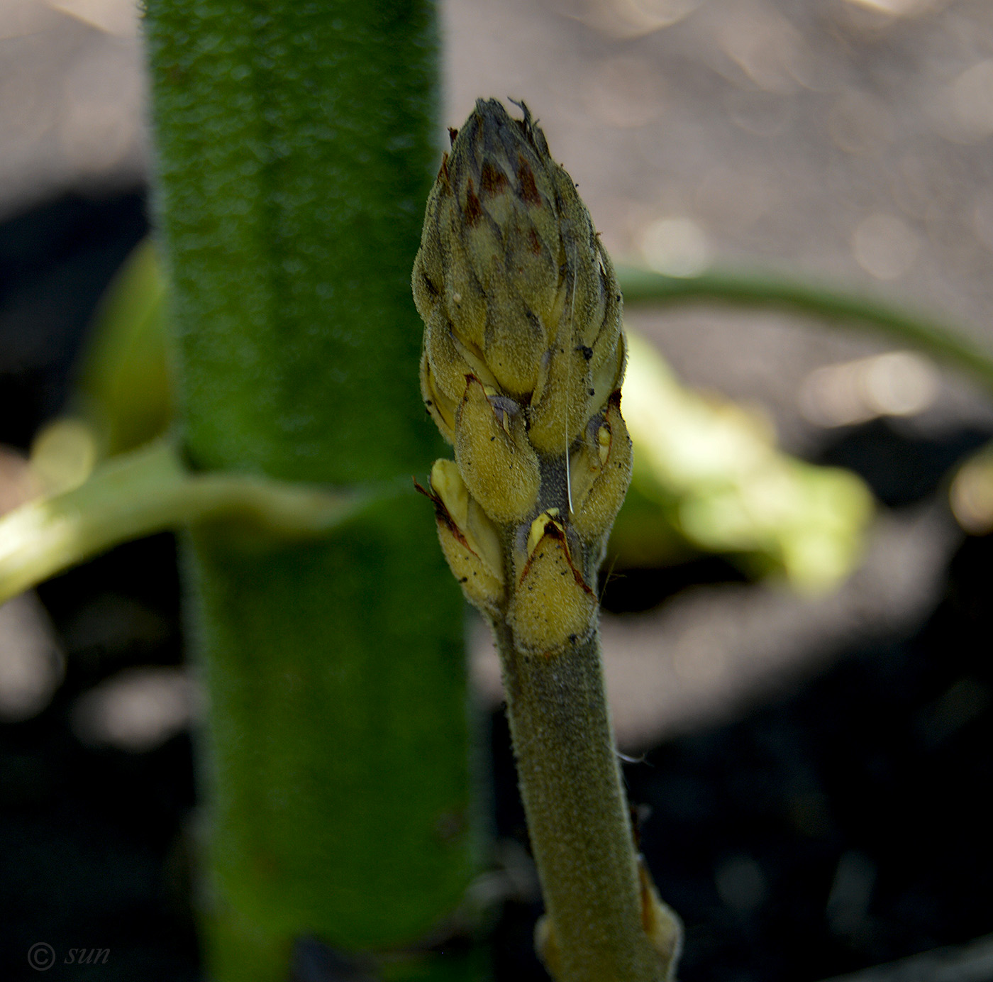 Image of Orobanche cumana specimen.