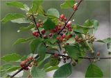 Frangula alnus. Часть ветви с неспелыми плодами. Московская обл., Раменский р-н, окр. дер. Хрипань, садовый участок. 15.07.2025.