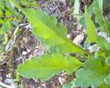 Papaver oreophilum