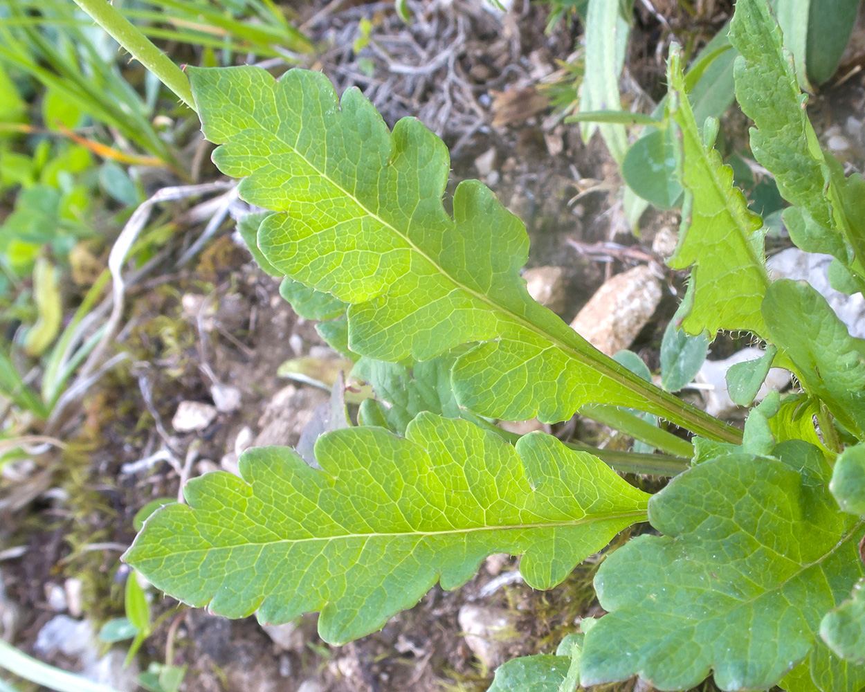 Изображение особи Papaver oreophilum.
