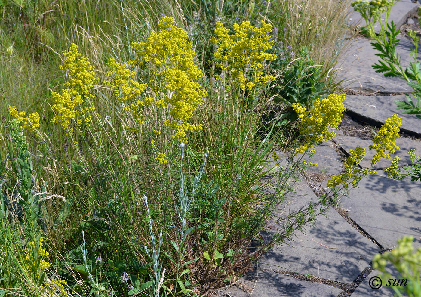 Image of Galium verum specimen.