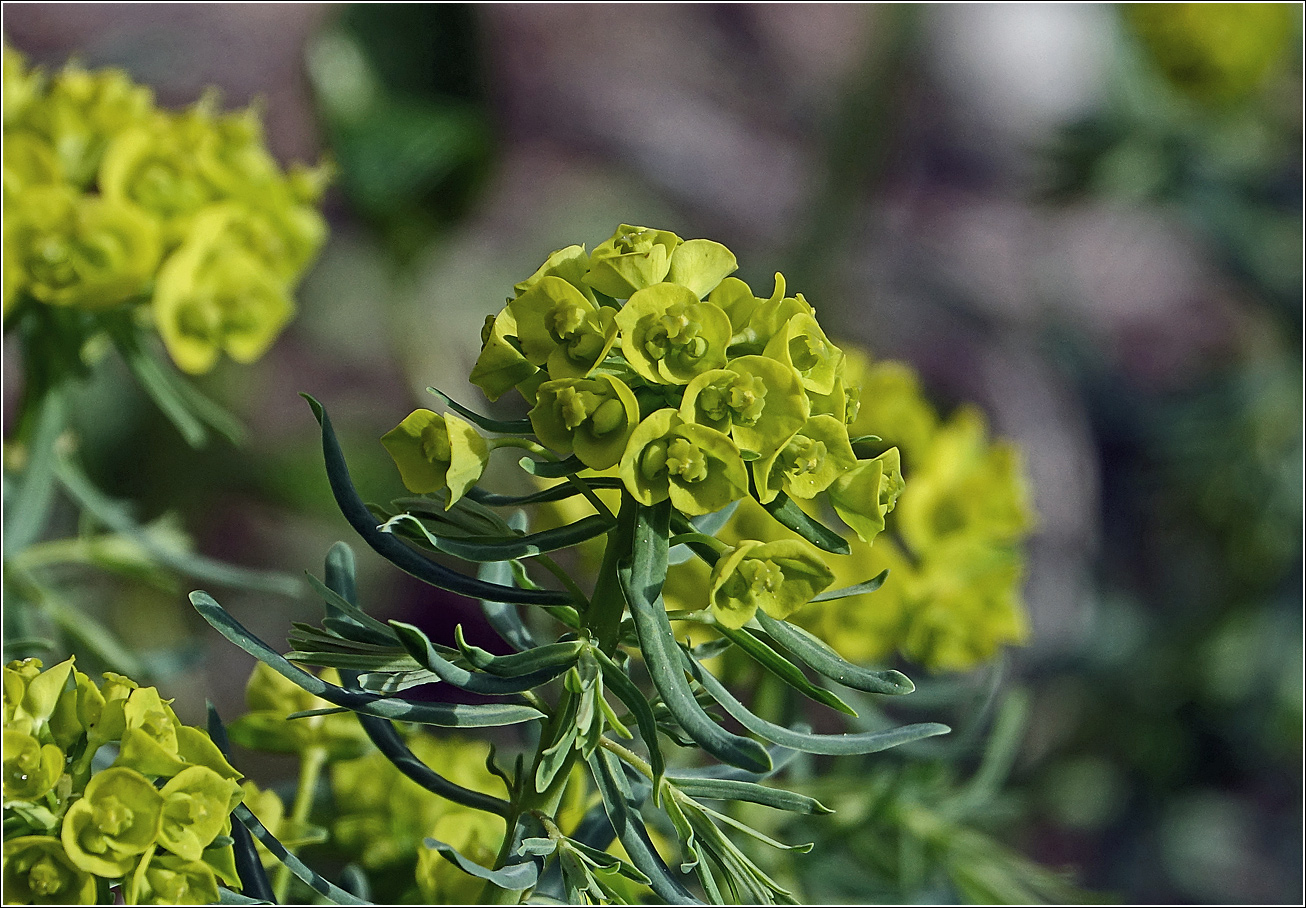 Изображение особи Euphorbia cyparissias.