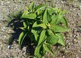 семейство Lamiaceae