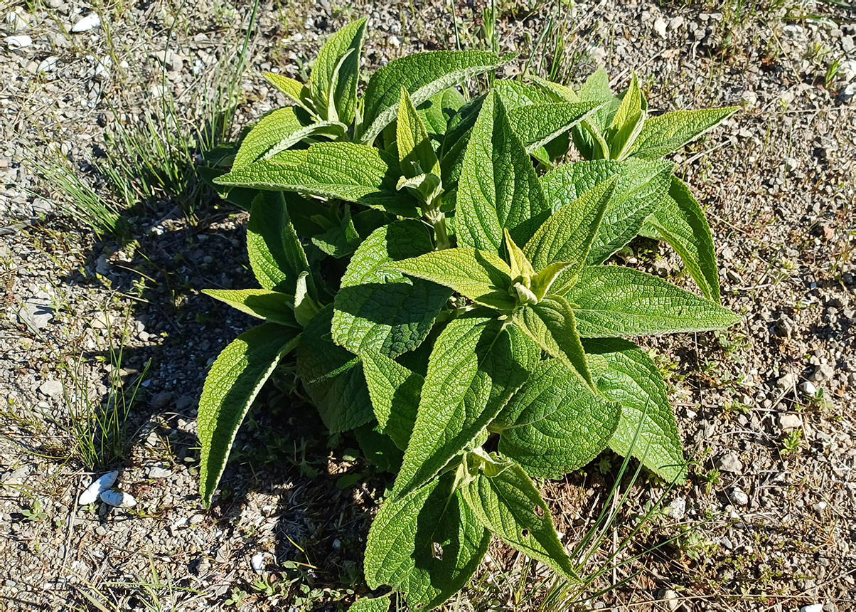 Изображение особи семейство Lamiaceae.