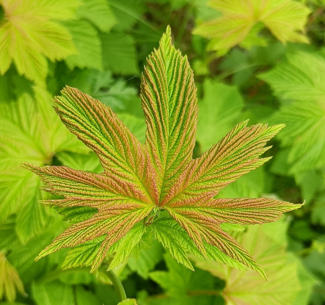 Image of Filipendula glaberrima specimen.
