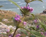 Phlomis taurica. Часть соцветия. Крым, Керченский п-ов, мыс Казантип, петрофитная степь на приморском склоне. 26.05.2018.