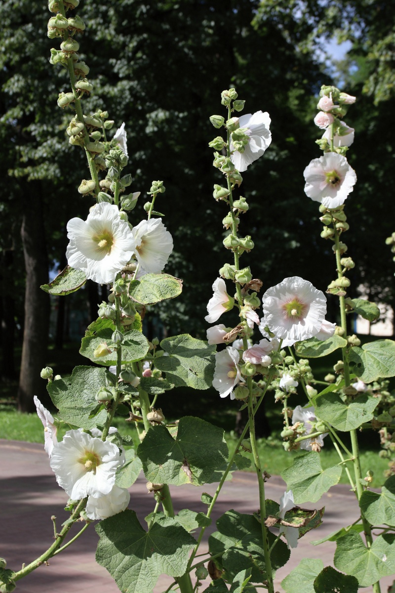 Изображение особи Alcea rosea.