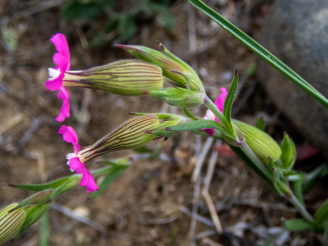 Изображение особи Pleconax conica.