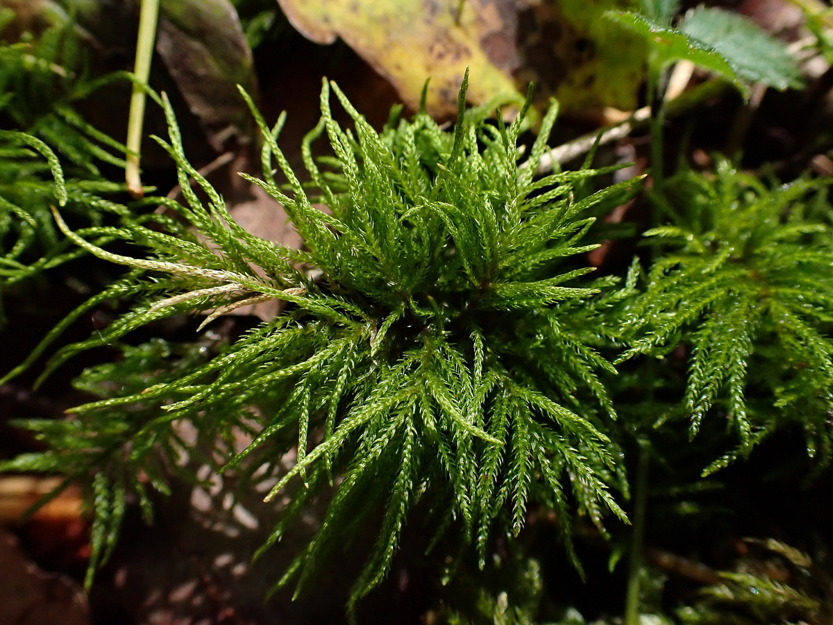 Image of division Bryophyta specimen.