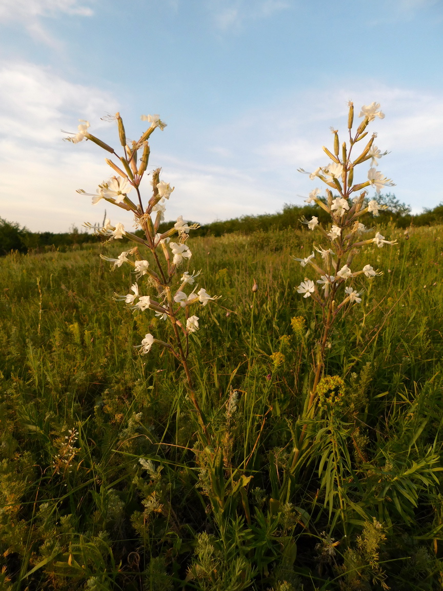 Image of Silene viscosa specimen.