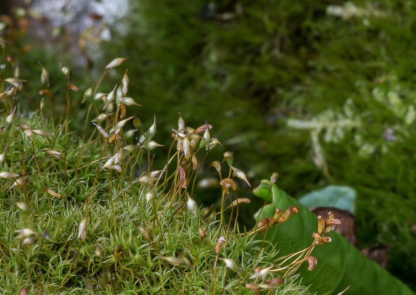 Изображение особи Cynodontium strumiferum.