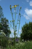 Crepis biennis