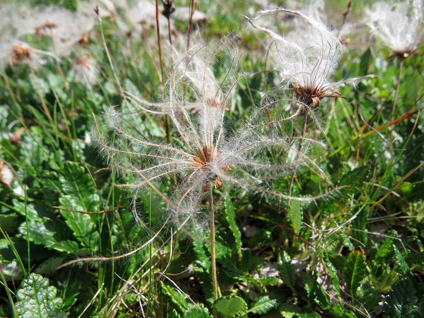 Изображение особи Dryas oxyodonta.