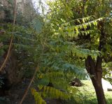 Ailanthus altissima. Вегетирующие растения. Турция, Анталья, приморский парк. 27 декабря 2025 г.