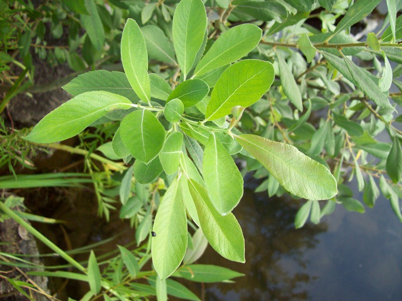 Image of Salix cinerea specimen.